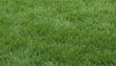Close-up of freshly cut grass showing precise lawn mowing quality by Chop Chop Landscaping in Charlotte, NC