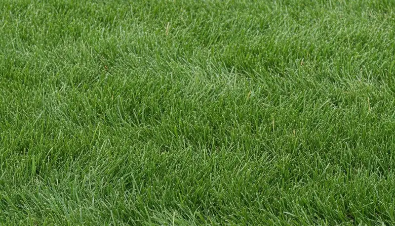 Close-up of freshly cut grass showing precise lawn mowing quality by Chop Chop Landscaping in Charlotte, NC
