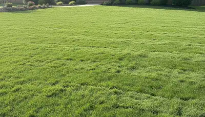 Fresh sod installation with lush green lawn by professional landscapers in Charlotte, NC