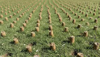 Close-up of soil core plugs after lawn aeration on Charlotte, NC turf by professional landscapers